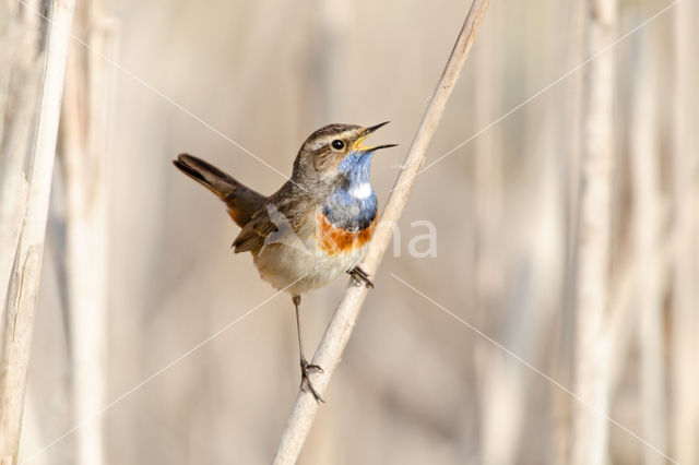 Blauwborst (Luscinia svecica)