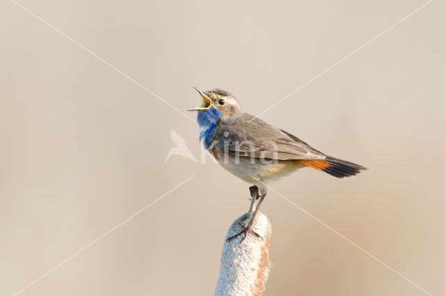 Blauwborst (Luscinia svecica)