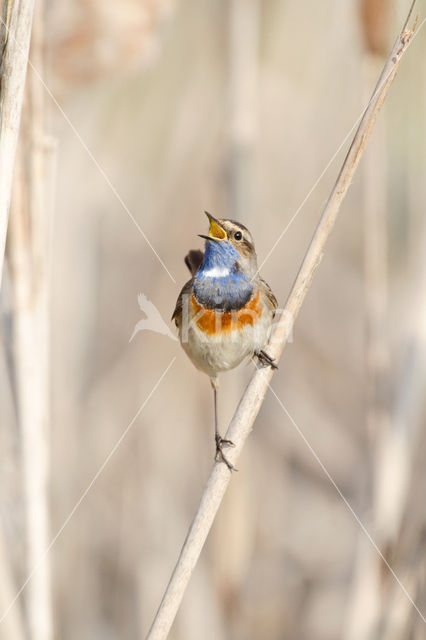 Blauwborst (Luscinia svecica)