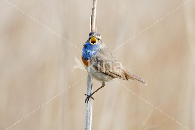 Blauwborst (Luscinia svecica)