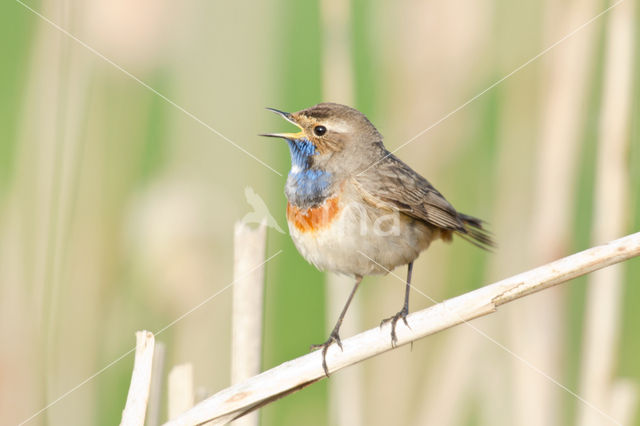 Blauwborst (Luscinia svecica)