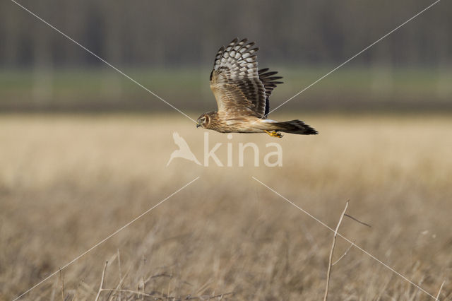 Blauwe Kiekendief (Circus cyaneus)