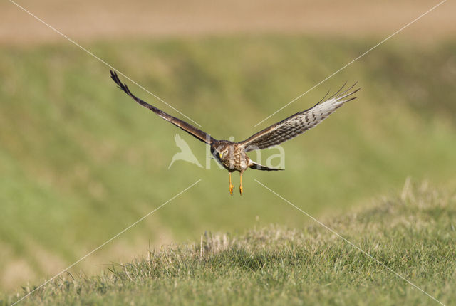 Northern Harrier