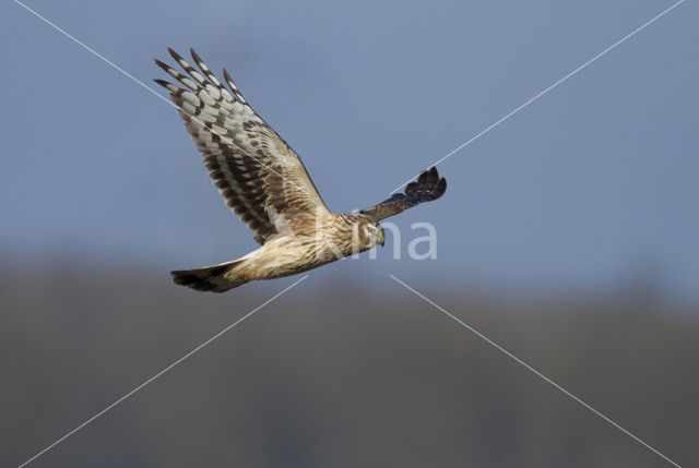 Northern Harrier