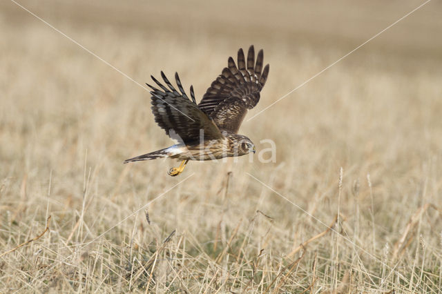 Northern Harrier