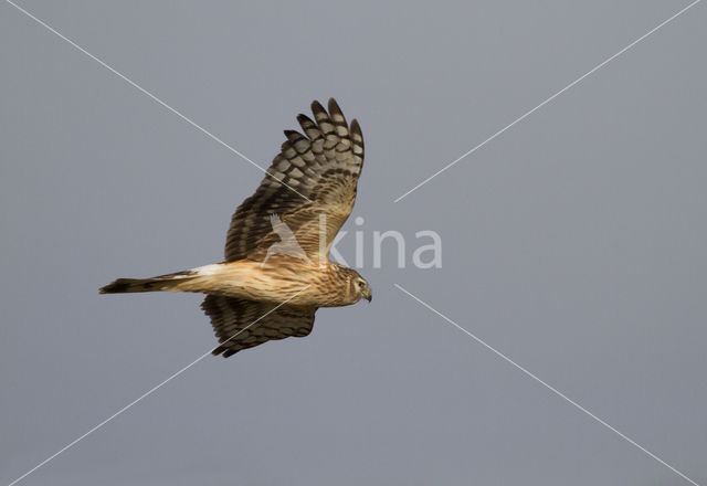 Northern Harrier