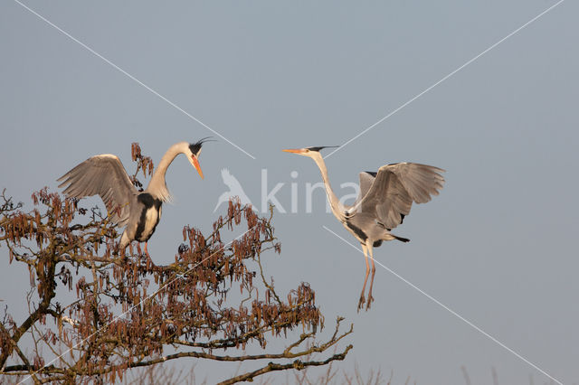 Grey Heron (Ardea cinerea)