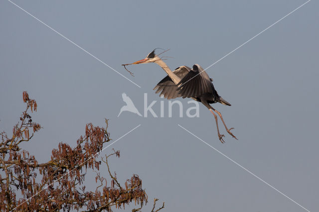 Grey Heron (Ardea cinerea)