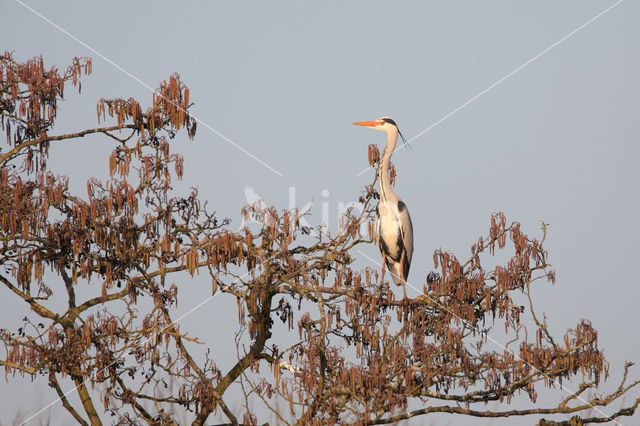 Grey Heron (Ardea cinerea)