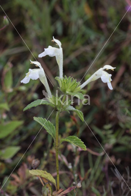 Bleekgele hennepnetel (Galeopsis segetum)