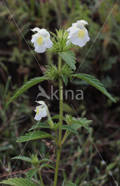 Bleekgele hennepnetel (Galeopsis segetum)