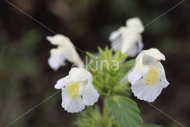 Bleekgele hennepnetel (Galeopsis segetum)