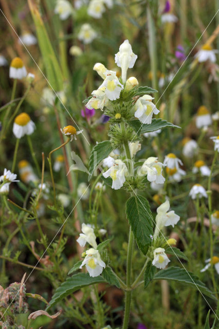 Bleekgele hennepnetel (Galeopsis segetum)