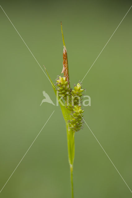 Bleke zegge (Carex pallescens)