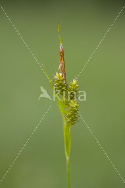 Pale Sedge (Carex pallescens)