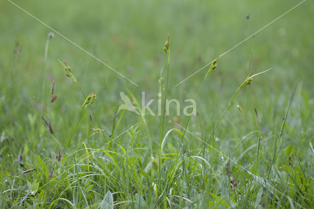 Pale Sedge (Carex pallescens)