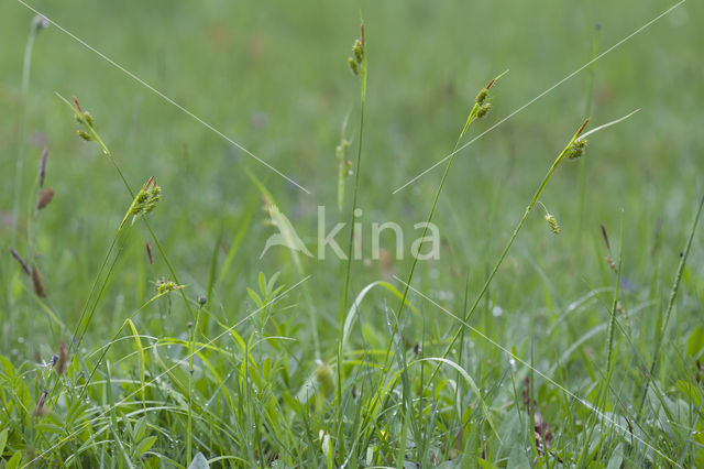 Bleke zegge (Carex pallescens)