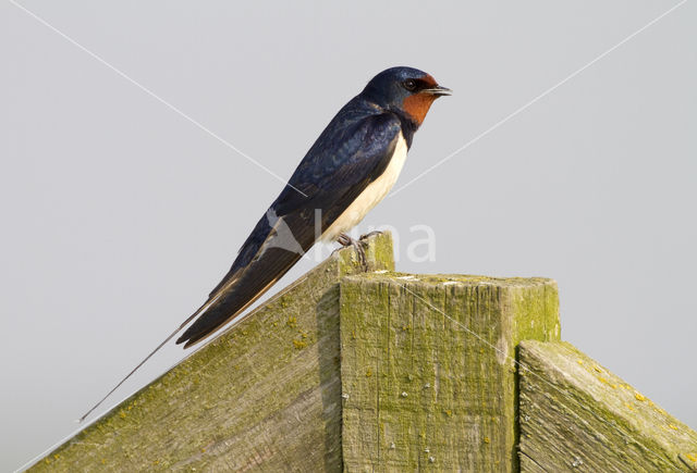 Boerenzwaluw (Hirundo rustica)