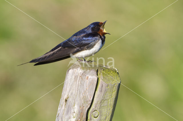 Boerenzwaluw (Hirundo rustica)