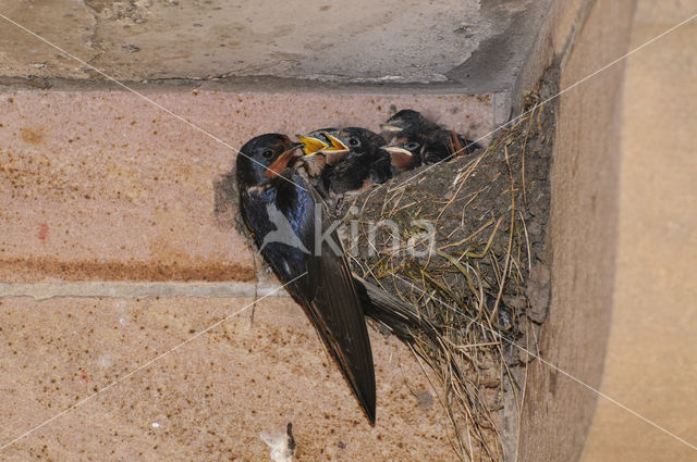 Barn Swallow (Hirundo rustica)