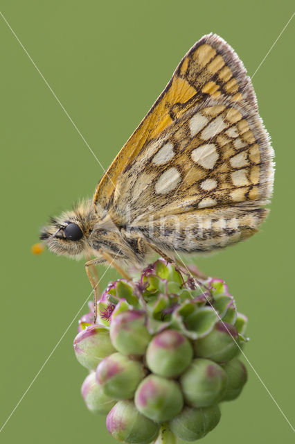 Chequered Skipper (Carterocephalus palaemon)