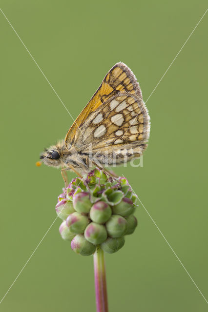 Bont dikkopje (Carterocephalus palaemon)