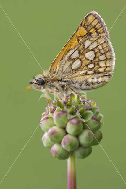 Bont dikkopje (Carterocephalus palaemon)