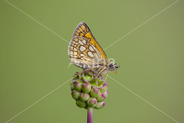 Chequered Skipper (Carterocephalus palaemon)