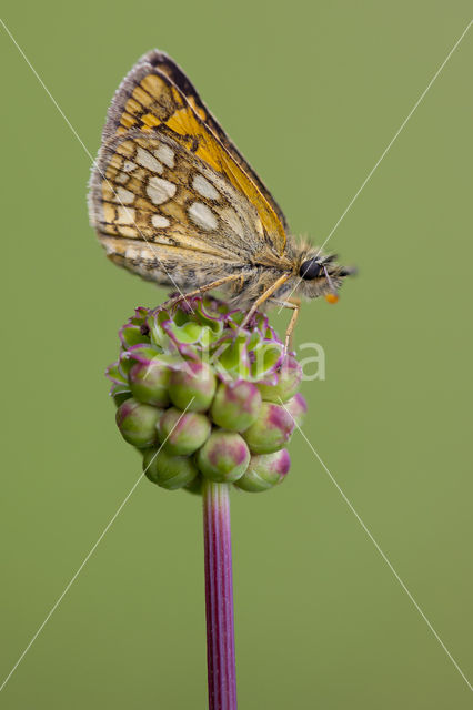 Bont dikkopje (Carterocephalus palaemon)