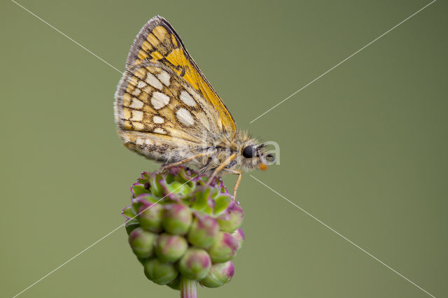 Bont dikkopje (Carterocephalus palaemon)