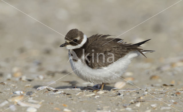 Bontbekplevier (Charadrius hiaticula)