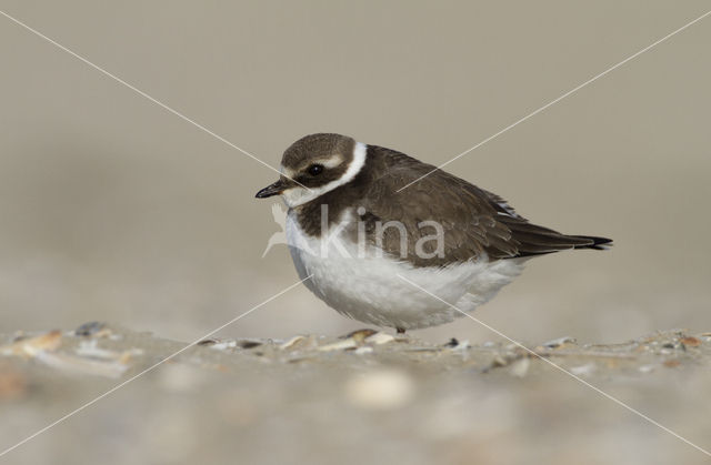 Bontbekplevier (Charadrius hiaticula)