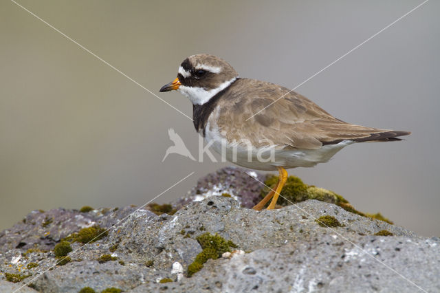 Bontbekplevier (Charadrius hiaticula)