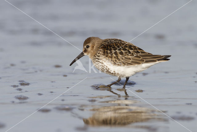 Bonte Strandloper (Calidris alpina)