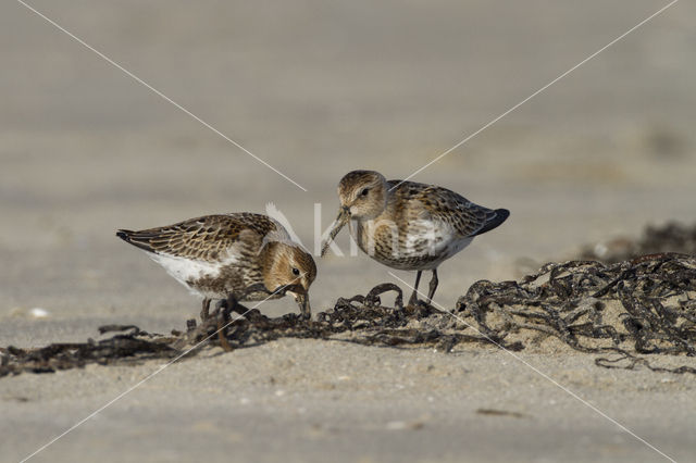 Dunlin (Calidris alpina)