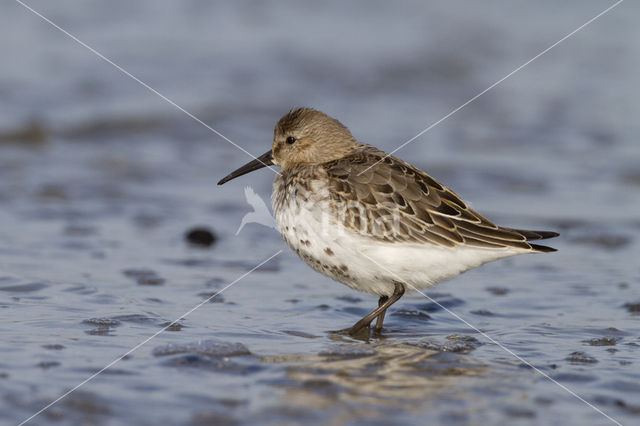 Dunlin (Calidris alpina)