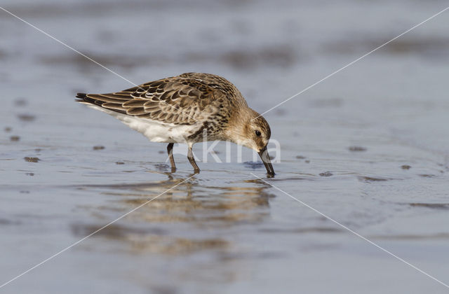 Dunlin (Calidris alpina)