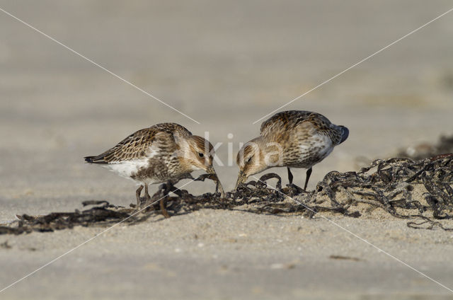 Dunlin (Calidris alpina)