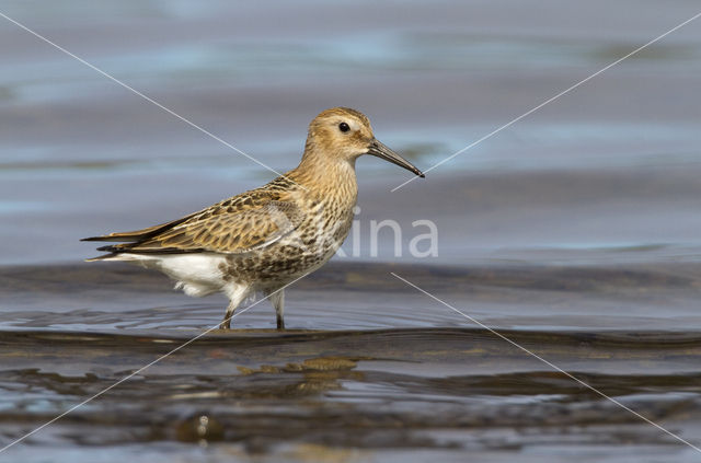 Dunlin (Calidris alpina)