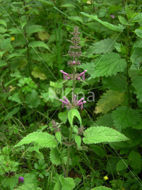 Bosandoorn (Stachys sylvatica)