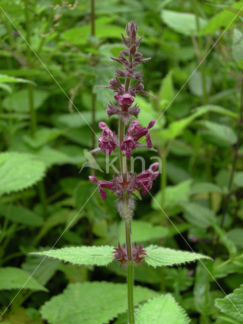 Bosandoorn (Stachys sylvatica)