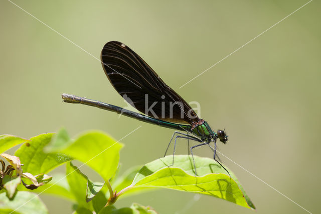 Bosbeekjuffer (Calopteryx virgo)