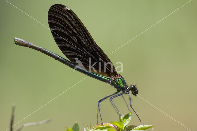 Bosbeekjuffer (Calopteryx virgo)