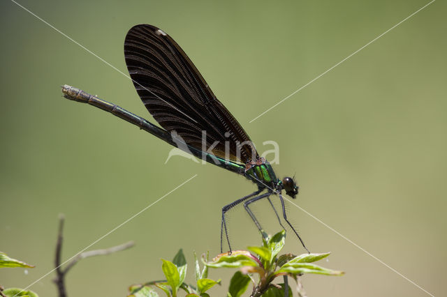 Bosbeekjuffer (Calopteryx virgo)