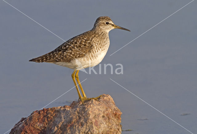 Wood Sandpiper (Tringa glareola)