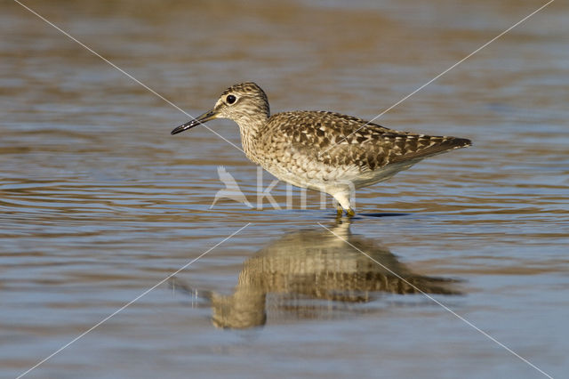 Wood Sandpiper (Tringa glareola)