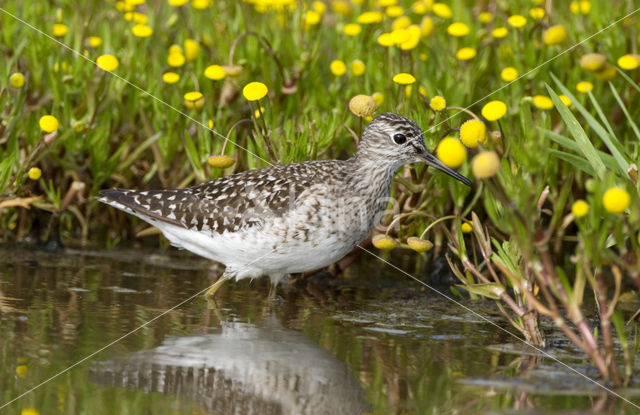 Wood Sandpiper (Tringa glareola)