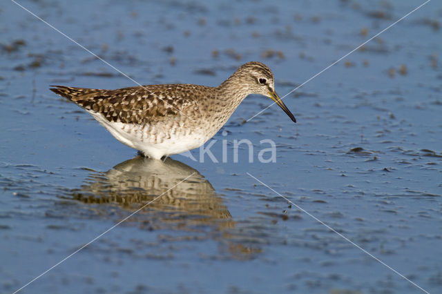 Wood Sandpiper (Tringa glareola)