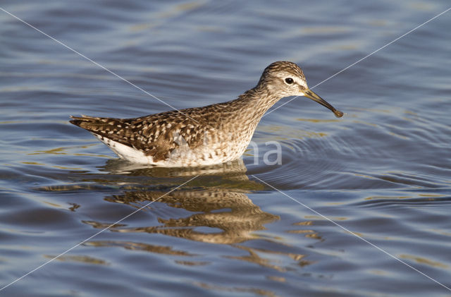 Wood Sandpiper (Tringa glareola)