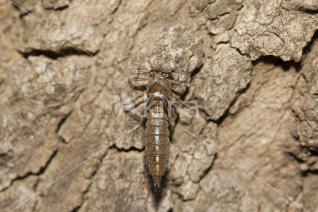 Boyeria cretensis (IUCN red list